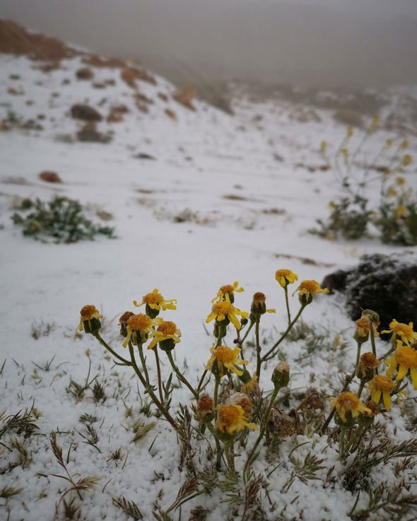 neve deserto arabia saudita