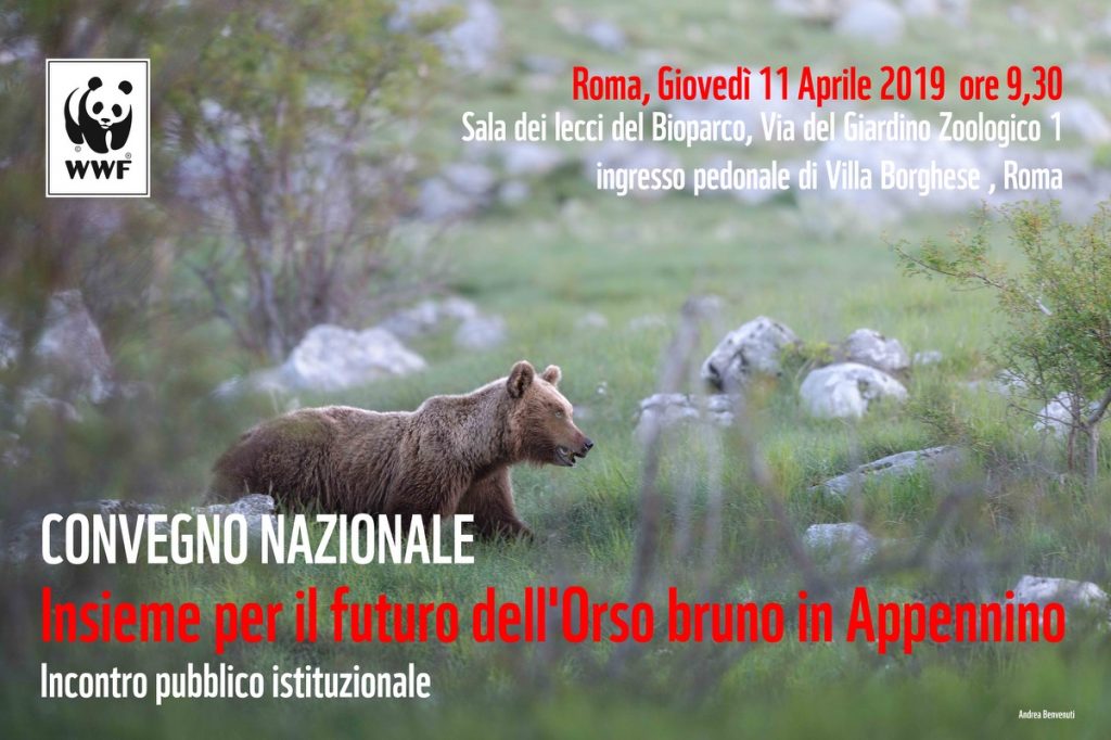 orso bruno wwf