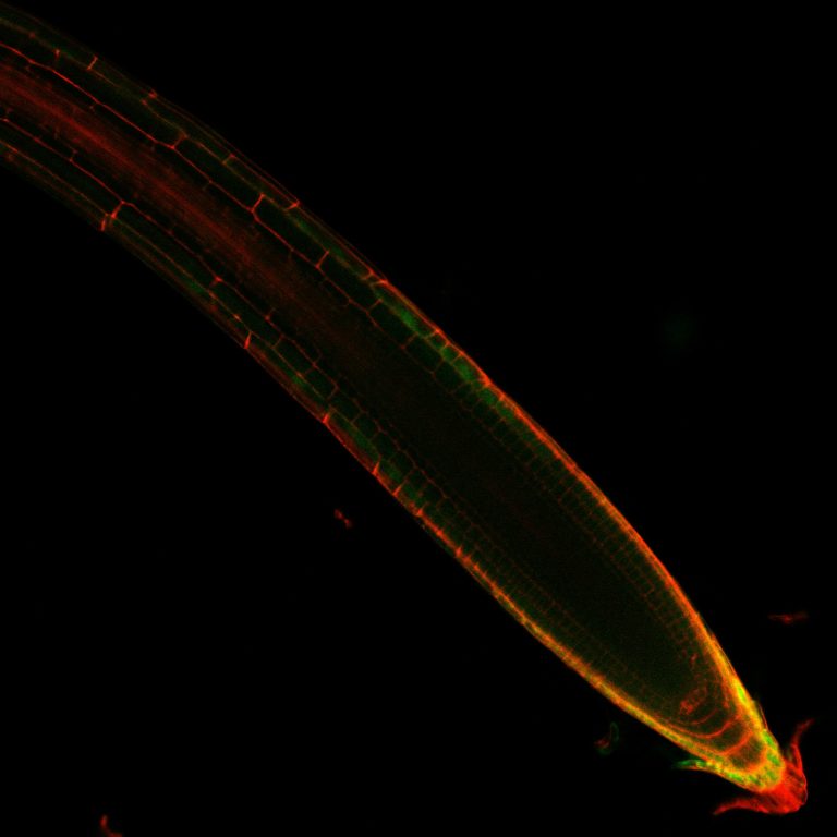 radici microscopia confocale