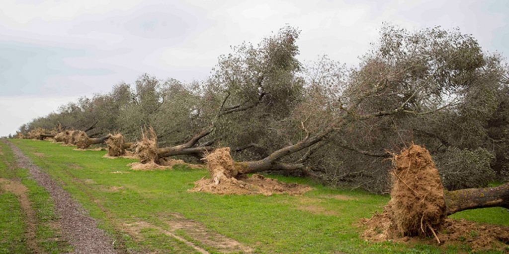 Xylella fastidiosa abbattimento alberi