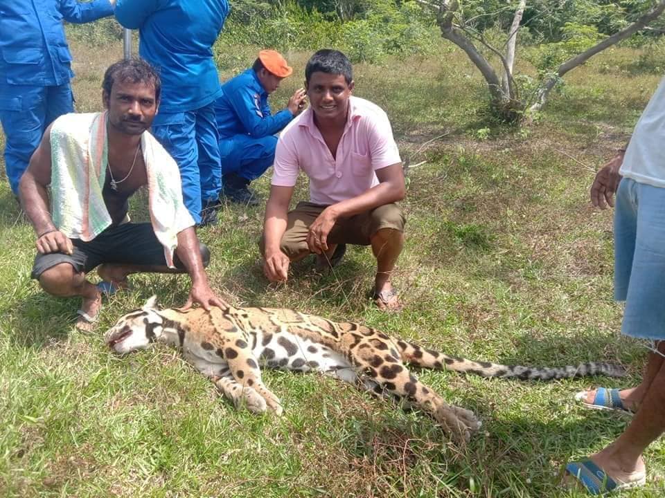 leopardo nebuloso