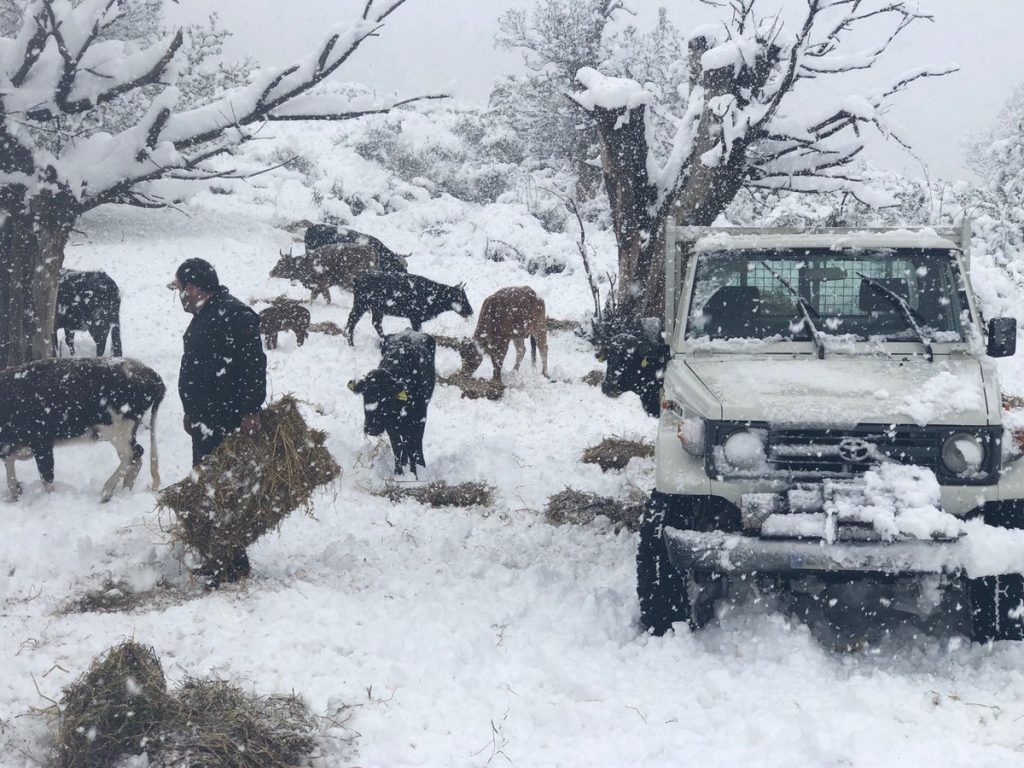 neve corsica