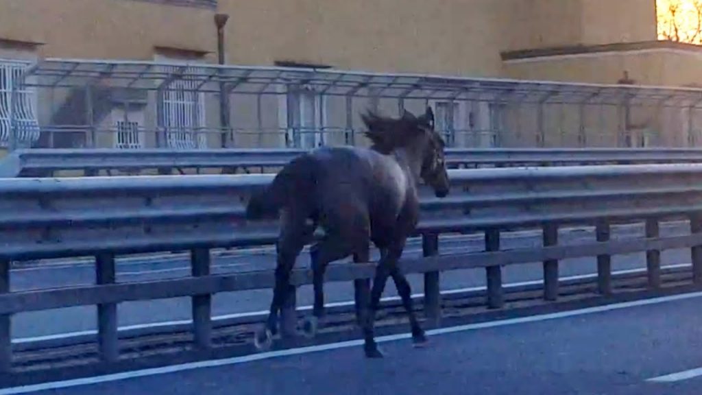 cavallo autostrada incidente