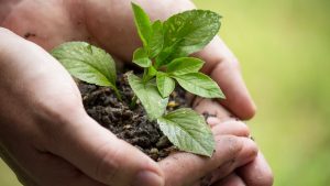 terra pianta ambiente natura sostenibilità