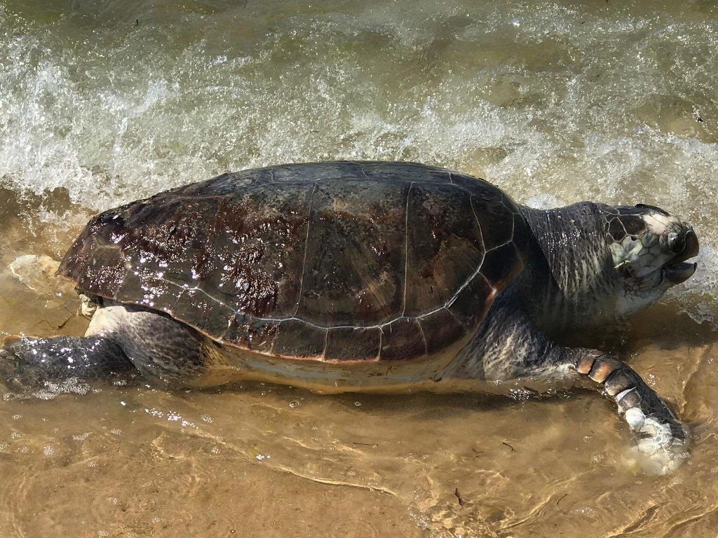 tartaruga caretta caretta