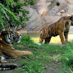 “Insieme per salvare le tigri”: tante iniziative domenica al Bioparco di Roma