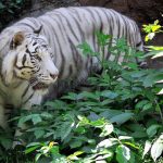 “Insieme per salvare le tigri”: tante iniziative domenica al Bioparco di Roma