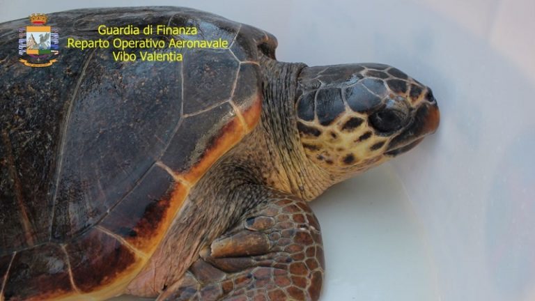 Tartaruga caretta caretta vibo valentia