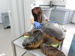 Tartaruga caretta caretta vibo valentia