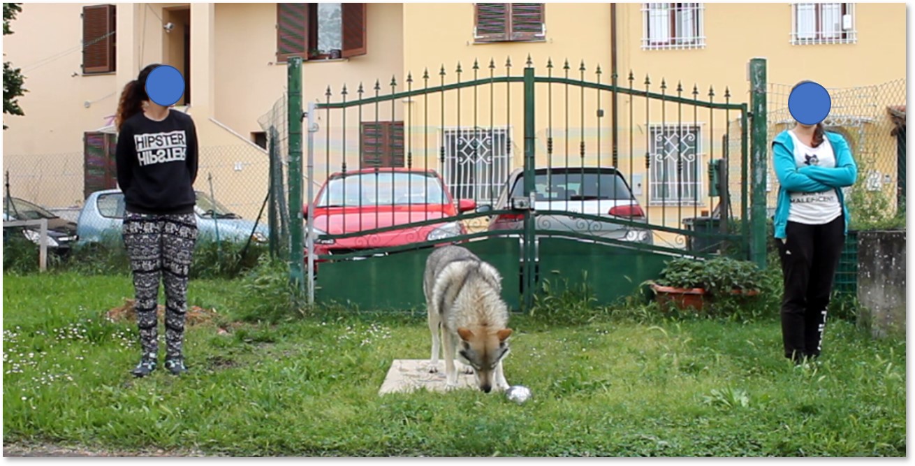 lupo o cane da compagnia