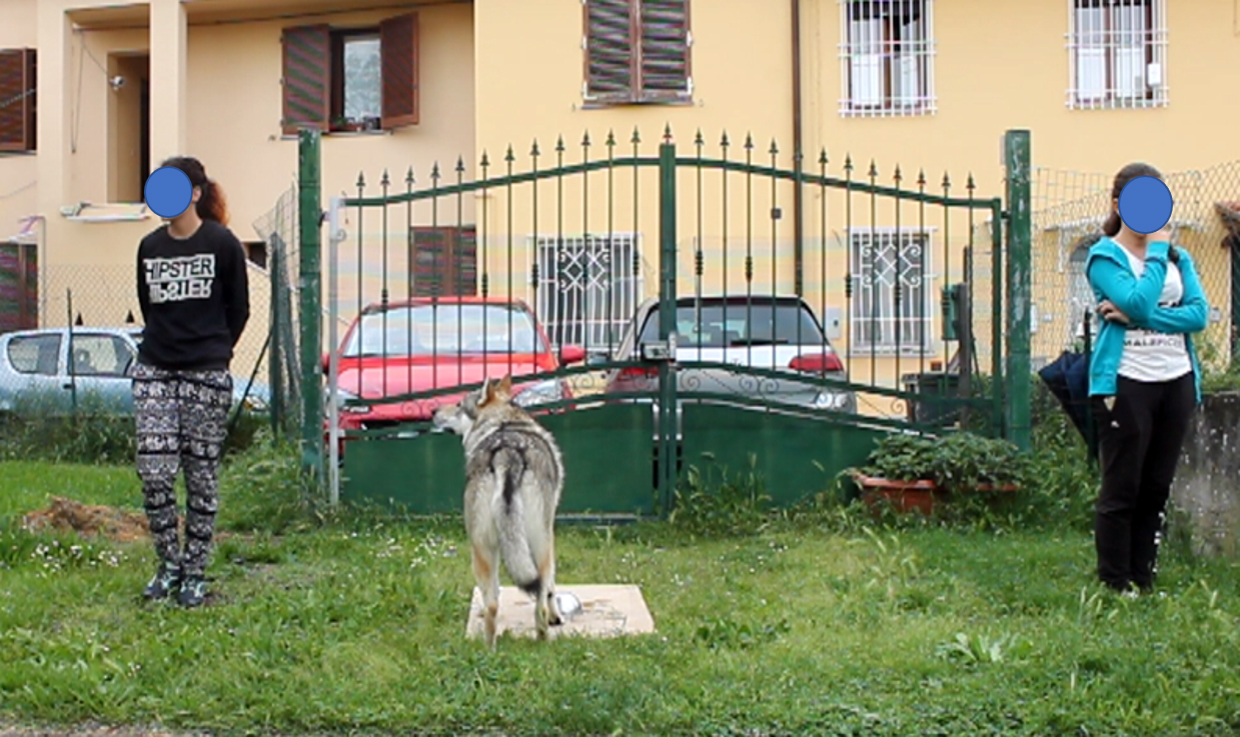 lupo o cane da compagnia