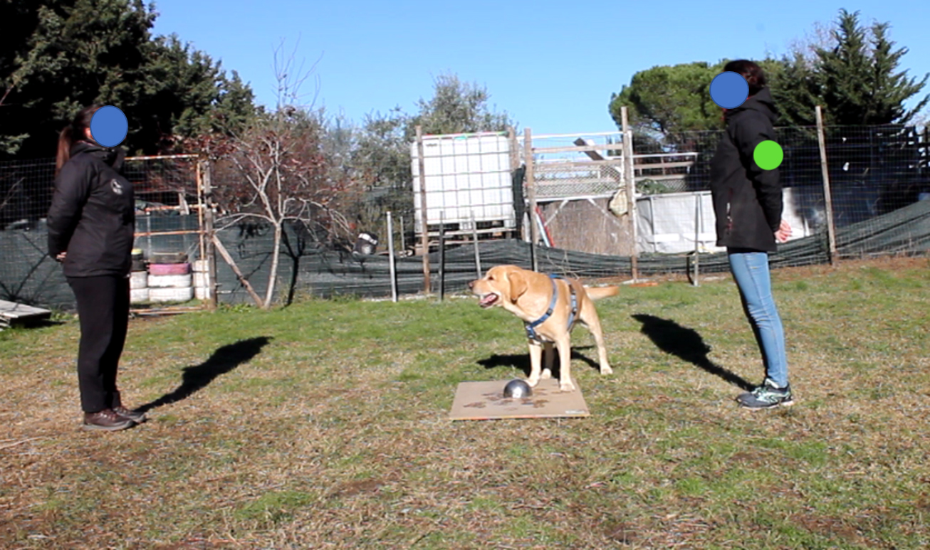 lupo o cane da compagnia