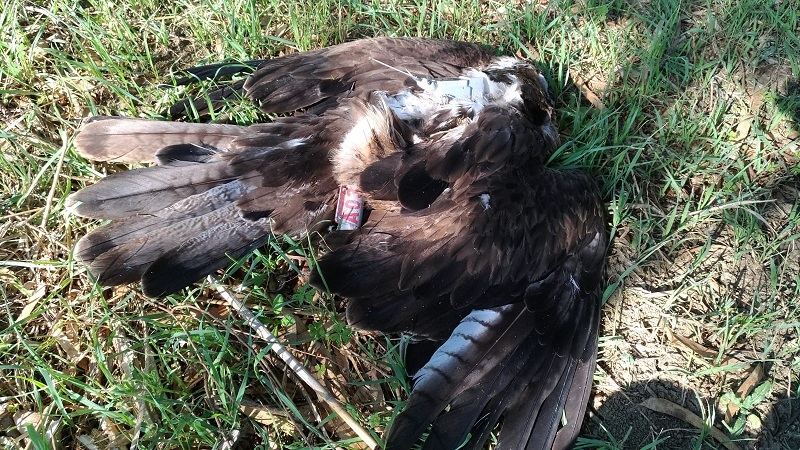 aquila Bonelli morta