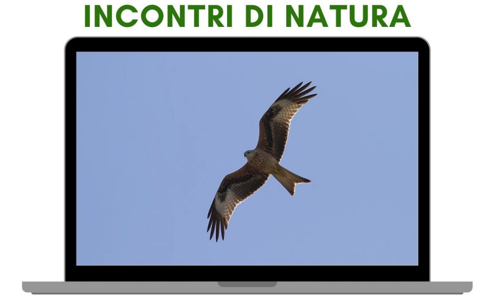 aspromonte nibbio reale incontri di natura