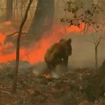 Australia, gli incendi decimano i koala: donna corre tra le fiamme per salvarne uno, “urlava e piangeva” [FOTO e VIDEO]