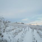 Maltempo, Italia di nuovo in ginocchio: la Tempesta Günther flagella il Paese, tanta NEVE al Nord. Allarme Scirocco