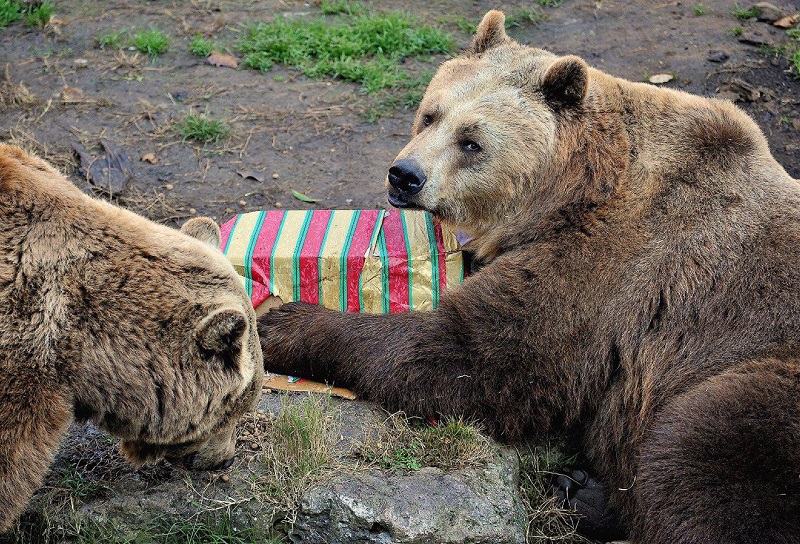 natale bioparco roma