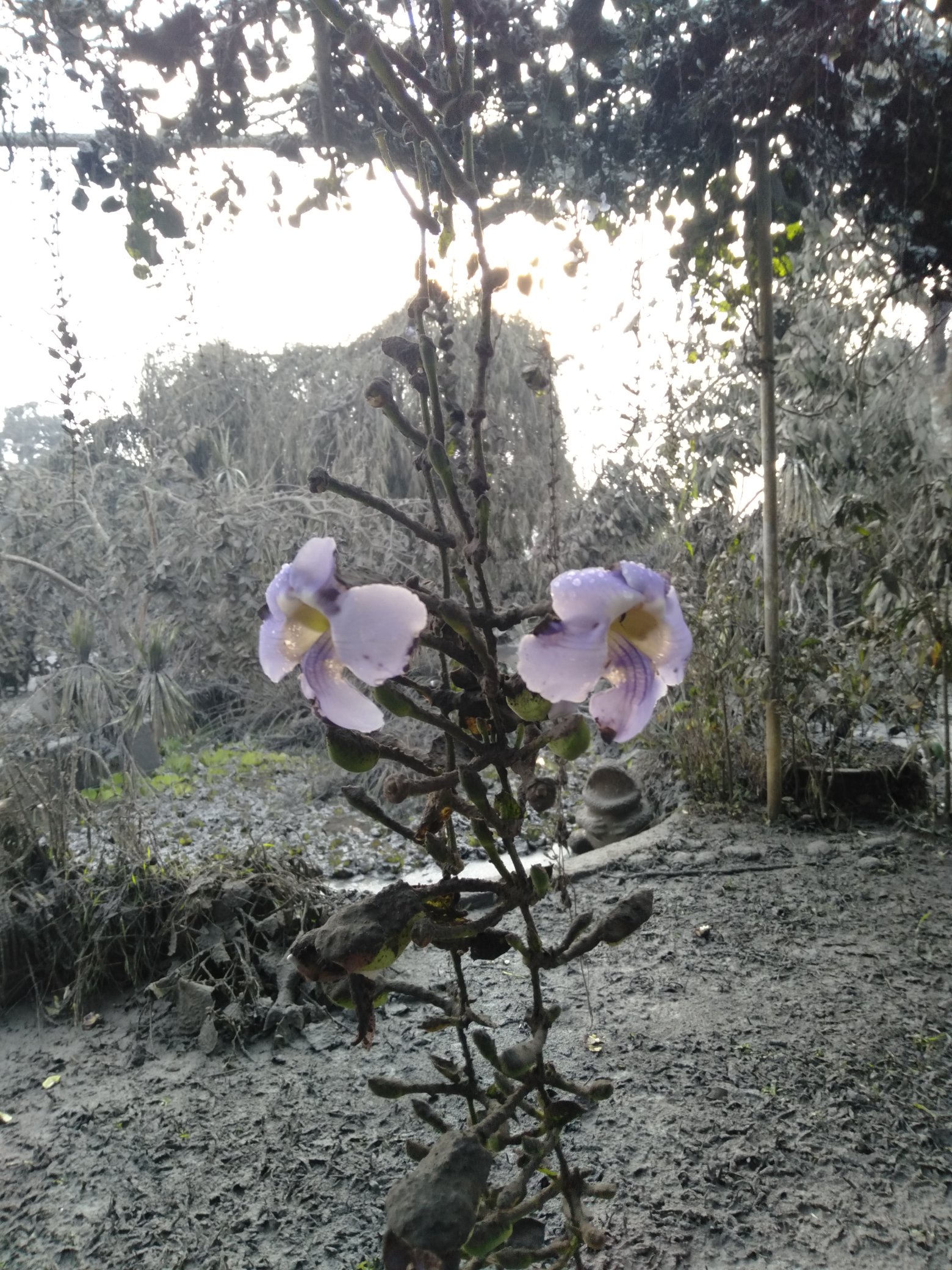 Eruzione Vulcano Taal Filippine