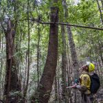 Incendi in Australia: una missione segreta per salvare 200 pini “preistorici” [FOTO]