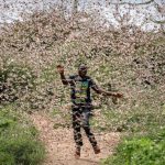 Uno sciame di locuste di proporzioni bibliche sta invadendo l’Africa orientale: miliardi di insetti stanno causando devastazione in Kenya, Etiopia e Somalia [FOTO e VIDEO]