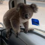 Incendi Australia, piccolo koala sale a bordo di un’autocisterna d’acqua e beve dalla bottiglia: “Un raggio di sole in questo incubo” [FOTO]