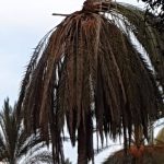 Maltempo Sicilia, forte vento a Messina: palme a rischio in viale San Martino, tram bloccati [FOTO LIVE]