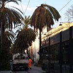 Maltempo Sicilia, forte vento a Messina: palme a rischio in viale San Martino, tram bloccati [FOTO LIVE]