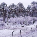 Meteo, rarissima nevicata imbianca Baghdad: evento storico, nella capitale dell’Iraq non era mai caduta così tanta neve [FOTO e VIDEO]