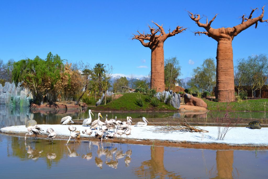 bioparco zoom torino