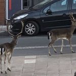 Coronavirus, le città si svuotano di persone ma si riempiono di animali: daini a spasso nella banlieue di Parigi, “evento eccezionale” [FOTO]