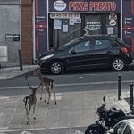 Coronavirus, le città si svuotano di persone ma si riempiono di animali: daini a spasso nella banlieue di Parigi, “evento eccezionale” [FOTO]