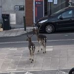 Coronavirus, le città si svuotano di persone ma si riempiono di animali: daini a spasso nella banlieue di Parigi, “evento eccezionale” [FOTO]