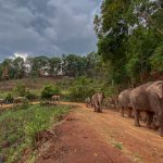 Disoccupati per il Coronavirus, gli elefanti dei camp in Thailandia sono costretti a migrare per non morire di fame [FOTO e VIDEO]