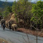 Disoccupati per il Coronavirus, gli elefanti dei camp in Thailandia sono costretti a migrare per non morire di fame [FOTO e VIDEO]