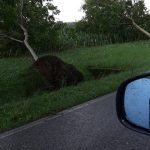 Maltempo, temporali al Nord-Est: alberi e pali della luce abbattuti in Friuli Venezia Giulia e Veneto, violenta grandinata al Passo Sella [FOTO e VIDEO]