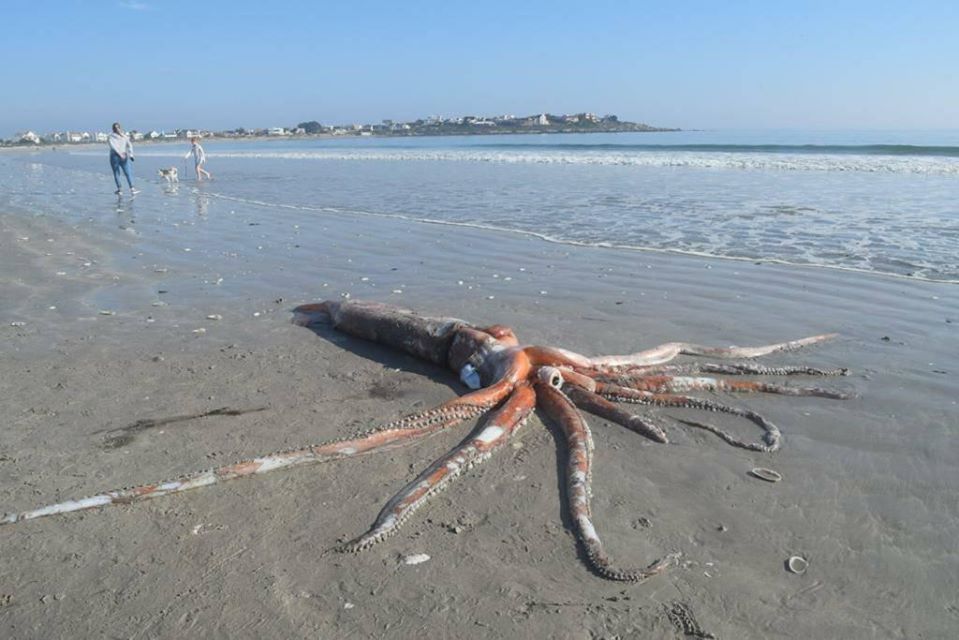 calamaro gigante Sudafrica