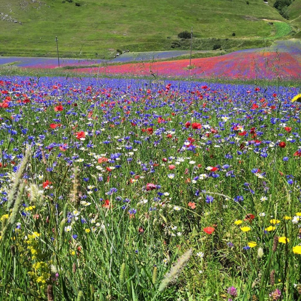 Castelluccio di Norcia