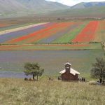 Tanti turisti al Pian Grande per la fioritura multicolore di Castelluccio di Norcia: è un arcobaleno mozzafiato [FOTO]