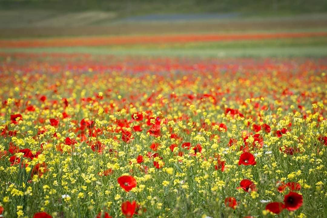 Castelluccio di Norcia