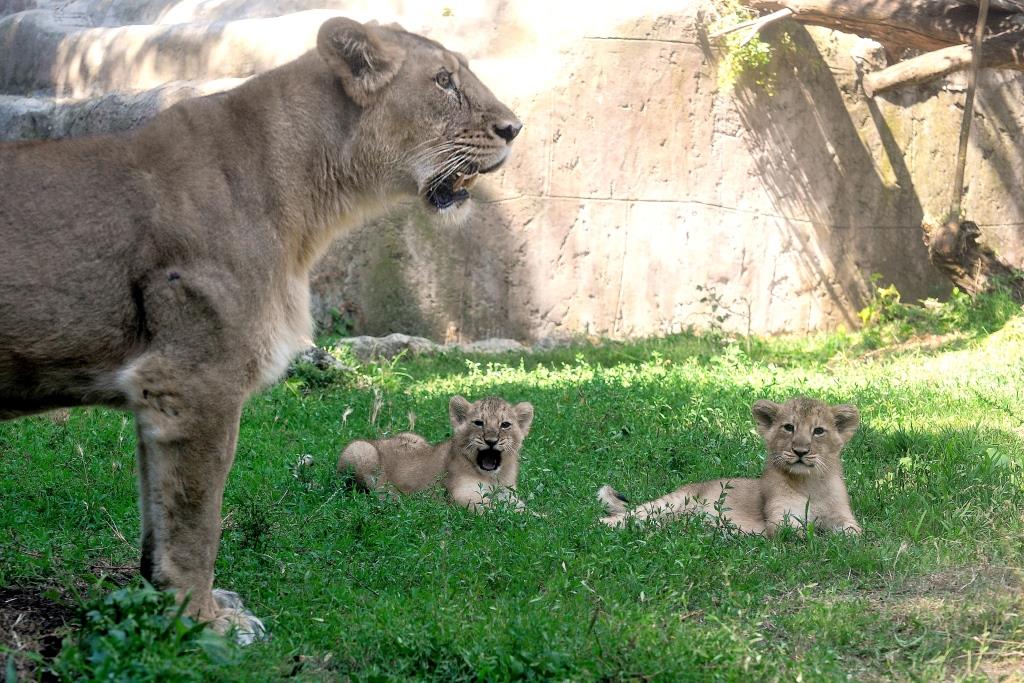 leoncine bioparco roma