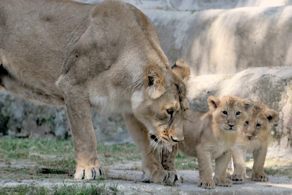 leoncine bioparco roma