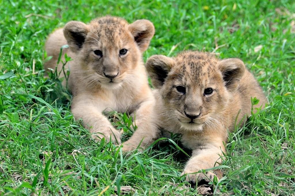 leoncine bioparco roma