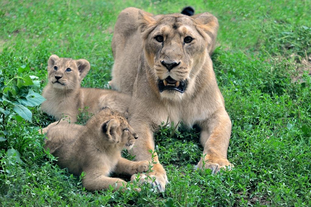 leoncine bioparco roma