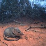 Minuscoli ma potenti: alla scoperta dei Ningaui, tra i marsupiali più piccoli della Terra ma dal terribile morso [FOTO]