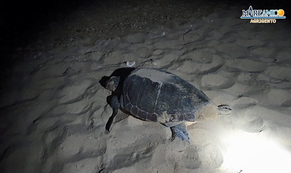 tartaruga caretta caretta