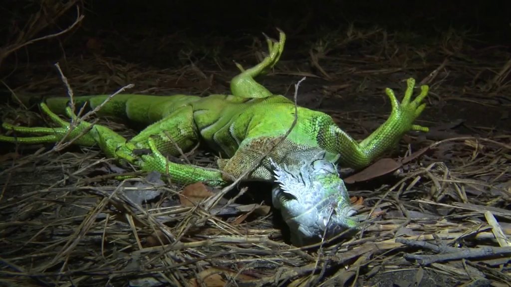 iguana florida