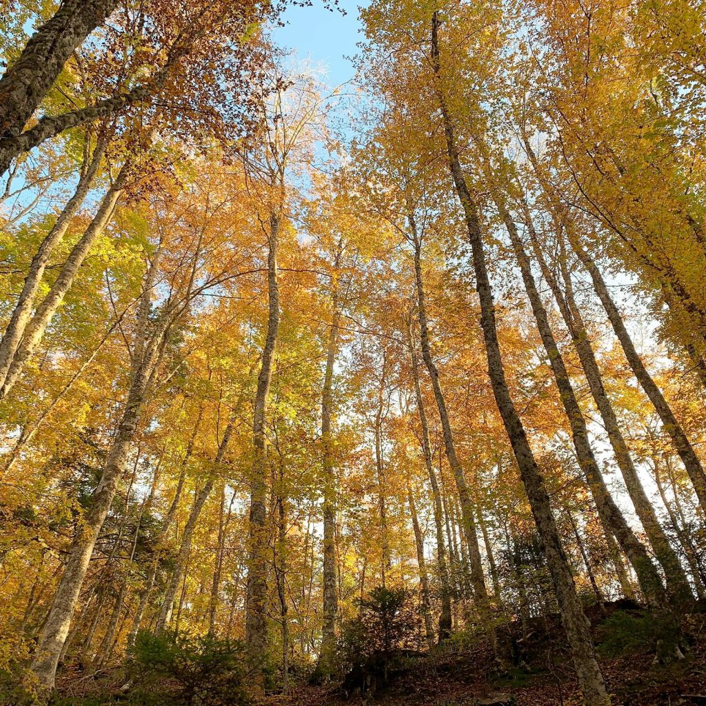 autunno foliage