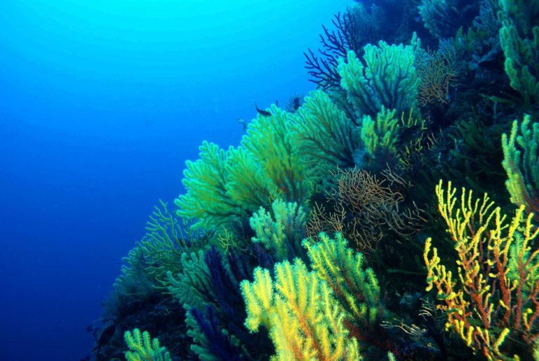 oceano abisso fondale marino