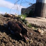 Animali, WWF: due aquile di Bonelli morte folgorate in Sicilia [FOTO E VIDEO]