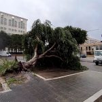Maltempo, scirocco a 90km/h: strage di alberi a Reggio Calabria, città devastata dal 2° nubifragio degli ultimi 3 giorni